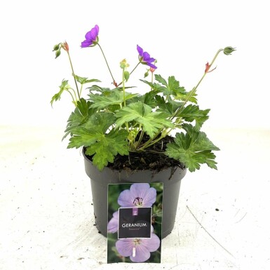 Garten-Storchschnabel Geranium 'Rozanne' 10-15 Topf 2 ltr. (C2) Geranium 'Rozanne'