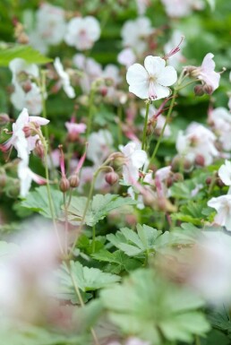 Geranium cantabrigiense 'Biokovo'