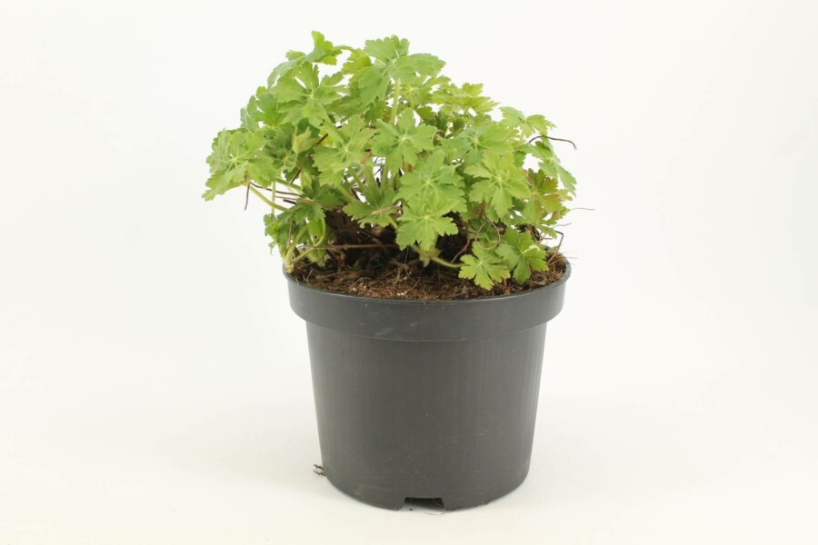 Balkan-Storchschnabel Geranium macrorrhizum 10-15 Topf 2 ltr. (C2) Geranium macrorrhizum