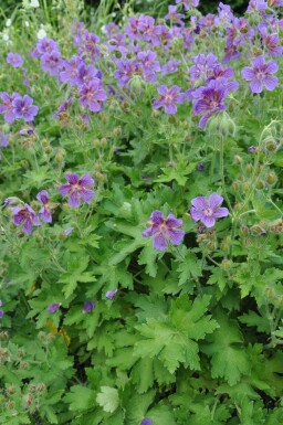 Garten-Storchschnabel Geranium magnificum 5-10 Topf 9x9 cm (P9) Geranium magnificum