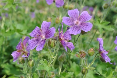 Garten-Storchschnabel Geranium magnificum 5-10 Topf 9x9 cm (P9) Geranium magnificum