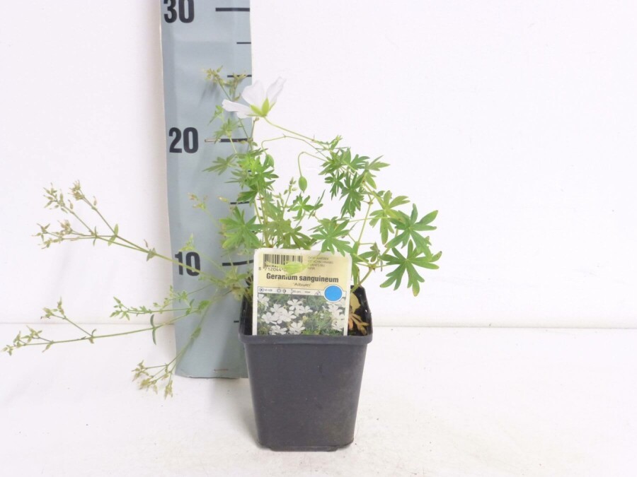 Blut-Storchschnabel Geranium sanguineum 'Album' 5-10 Topf 9x9 cm (P9) Geranium sanguineum 'Album'