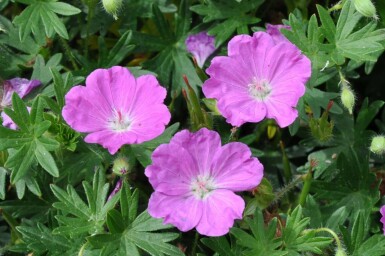 Garten-Blut-Storchschnabel Geranium sanguineum 'Max Frei' 10-15 Topf 2 ltr. (C2) Geranium sanguineum 'Max Frei'
