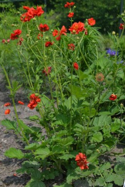 Garten-Nelkenwurz Geum chiloense 'Mrs Bradshaw' 5-10 Topf 9x9 cm (P9) Geum chiloense 'Mrs Bradshaw'