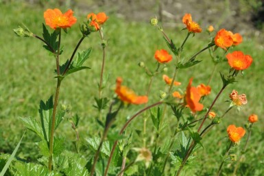 Nelkenwurz Geum coccineum 'Borisii' 5-10 Topf 9x9 cm (P9)