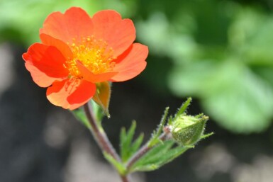 Nelkenwurz Geum coccineum 'Borisii' 5-10 Topf 9x9 cm (P9) Geum coccineum 'Borisii'