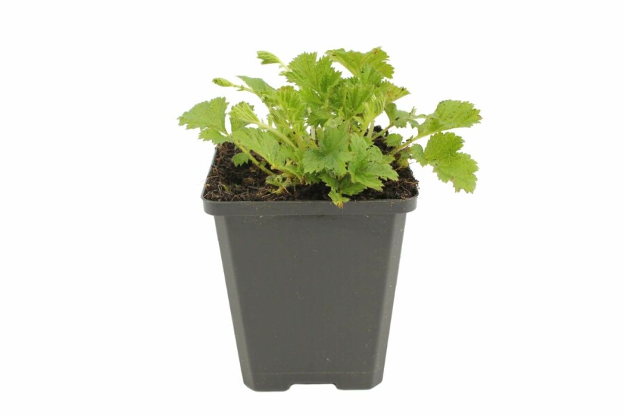 Bach-Nelkenwurz Geum rivale 'Leonard's Variety' 5-10 Topf 9x9 cm (P9) Geum rivale 'Leonard's Variety'