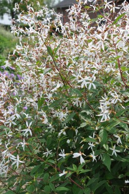 Dreiblattspiere Gillenia trifoliata 5-10 Topf 9x9 cm (P9)