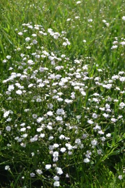 Kriechendes Schleierkraut Gypsophila paniculata 'Rosenschleier' 5-10 Topf 9x9 cm (P9)