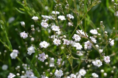 Kriechendes Schleierkraut Gypsophila paniculata 'Rosenschleier' 5-10 Topf 9x9 cm (P9)