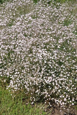 Kriechendes Schleierkraut Gypsophila paniculata 'Rosenschleier' 5-10 Topf 9x9 cm (P9)