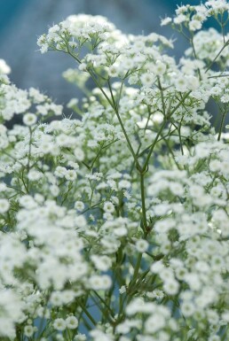 Gypsophila paniculata 'Schneeflocke'