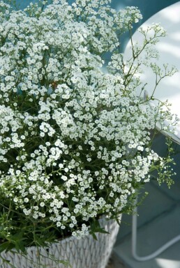 Schleierkraut Gypsophila paniculata 'Schneeflocke' 5-10 Topf 9x9 cm (P9) Gypsophila paniculata 'Schneeflocke'