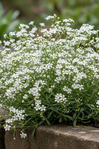 Polster-Schleierkraut Gypsophila repens 'Alba' 5-10 Topf 9x9 cm (P9) Gypsophila repens 'Alba'