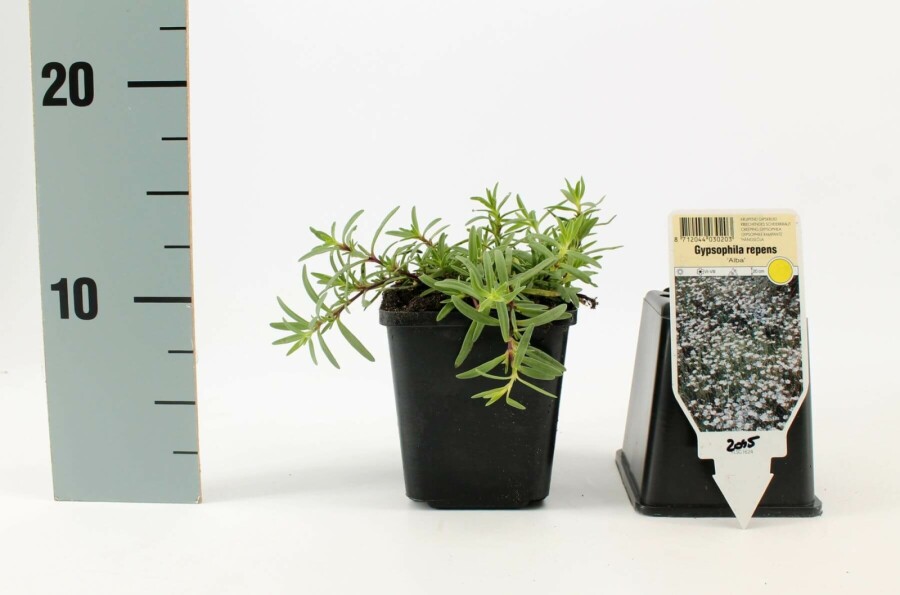 Polster-Schleierkraut Gypsophila repens 'Alba' 5-10 Topf 9x9 cm (P9) Gypsophila repens 'Alba'