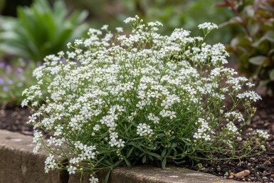 Polster-Schleierkraut Gypsophila repens 'Alba' 5-10 Topf 9x9 cm (P9) Gypsophila repens 'Alba'