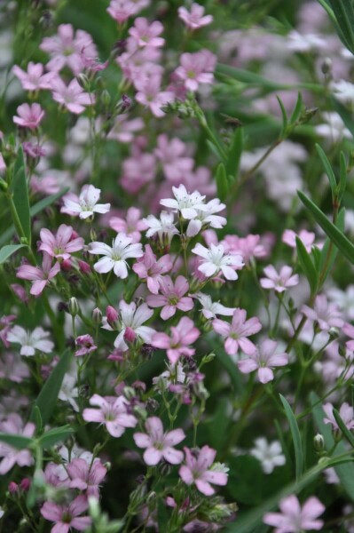 Garten-Schleierkraut Gypsophila repens 'Rosea' 5-10 Topf 9x9 cm (P9) Gypsophila repens 'Rosea'