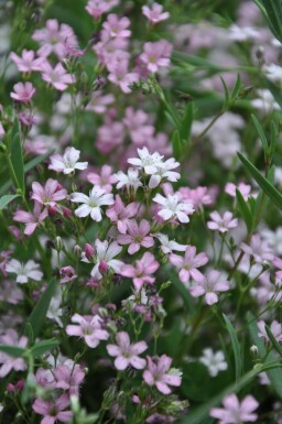 Garten-Schleierkraut Gypsophila repens 'Rosea' 5-10 Topf 9x9 cm (P9)