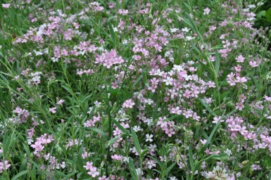 Garten-Schleierkraut Gypsophila repens 'Rosea' 5-10 Topf 9x9 cm (P9)