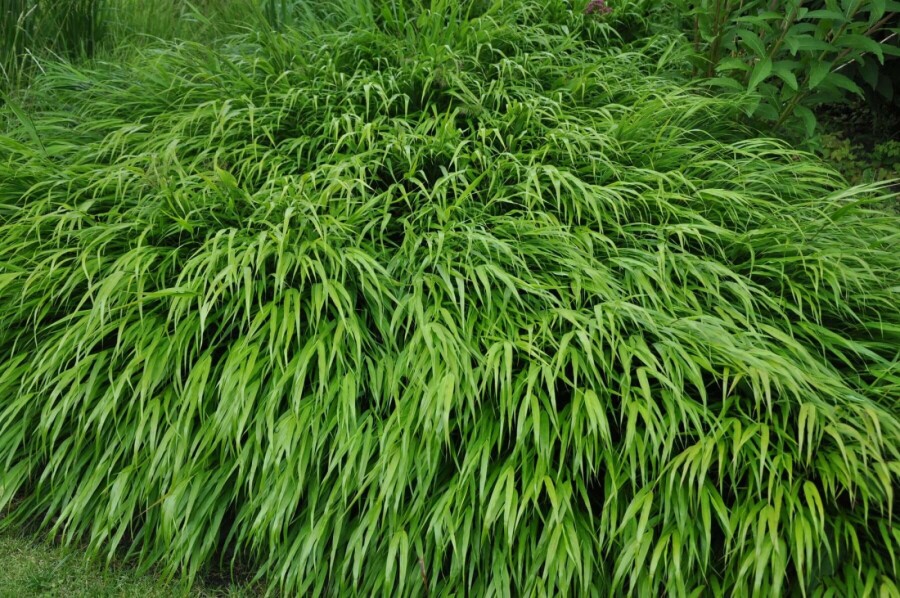 Japan-Berggras Hakonechloa macra 5-10 Topf 9x9 cm (P9) Hakonechloa macra