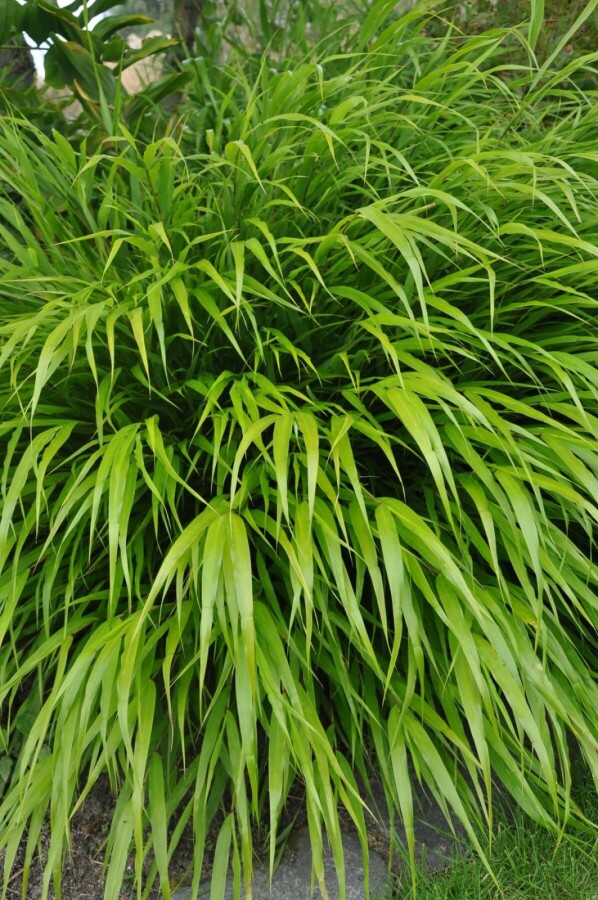 Produktbild von Rasensamen GF Regeneration Grass 10KG - Garden Flora