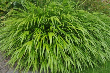 Japan-Berggras Hakonechloa macra 5-10 Topf 9x9 cm (P9)