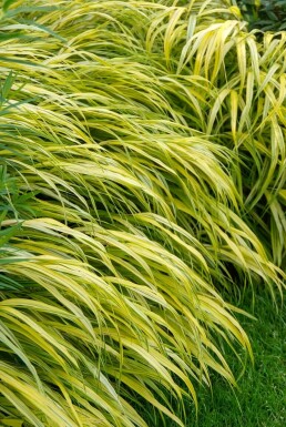 Gold-Japan-Berggras Hakonechloa macra 'Aureola' 5-10 Topf 9x9 cm (P9) Hakonechloa macra 'Aureola'