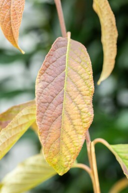 Halesia carolina C12 100-120