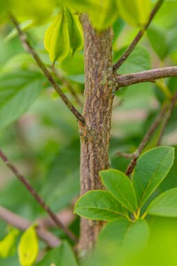 Halesia carolina C12 100-120
