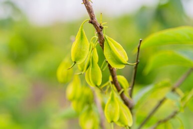 Halesia carolina C12 100-120