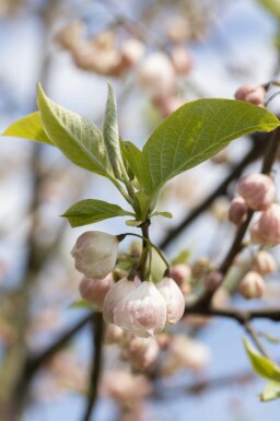 Schneeglöckchenbaum Halesia carolina Strauch 20-30 Topf 3 ltr. (C3)