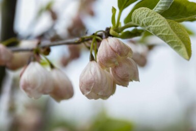 Schneeglöckchenbaum Halesia carolina Strauch 20-30 Topf 3 ltr. (C3)