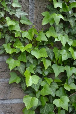 Gemeiner Efeu Hedera helix 5-10 Topf 9x9 cm (P9) Hedera helix
