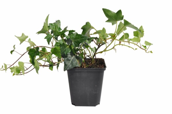 Gemeiner Efeu Hedera helix 5-10 Topf 9x9 cm (P9) Efeu / Gemeiner Efeu Hedera Helix P9 5-10 cm