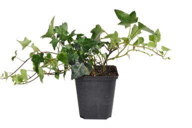 Gemeiner Efeu Hedera helix 5-10 Topf 9x9 cm (P9) Hedera helix