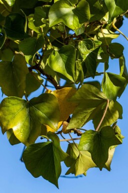 Strauch-Efeu Hedera helix 'Arborescens' Strauch 30-40 Topf 3 ltr. (C3) Hedera helix 'Arborescens' Strauch 30-40 cm