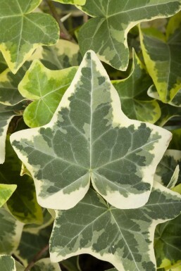 Weißgrüner Efeu Hedera helix 'Glacier' 5-10 Topf 9x9 cm (P9) Hedera helix 'Glacier'