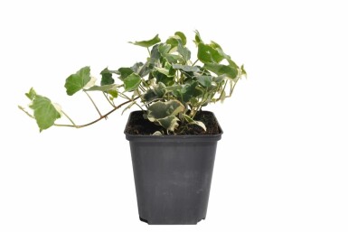 Weißgrüner Efeu Hedera helix 'Glacier' 5-10 Topf 9x9 cm (P9) Hedera helix 'Glacier'