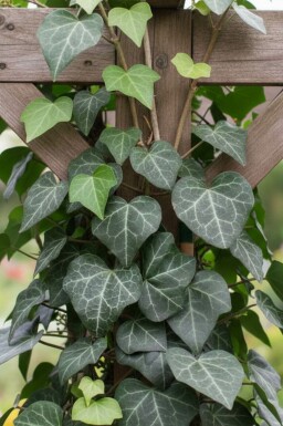 Efeu Hedera helix 'Plattensee' 5-10 Topf 9x9 cm (P9) Hedera helix 'Plattensee'