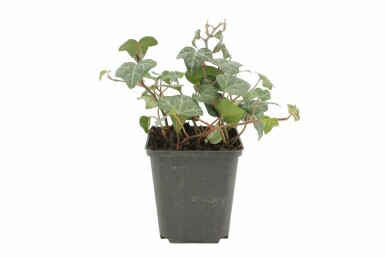 Efeu Hedera helix 'Plattensee' 5-10 Topf 9x9 cm (P9) Hedera helix 'Plattensee'