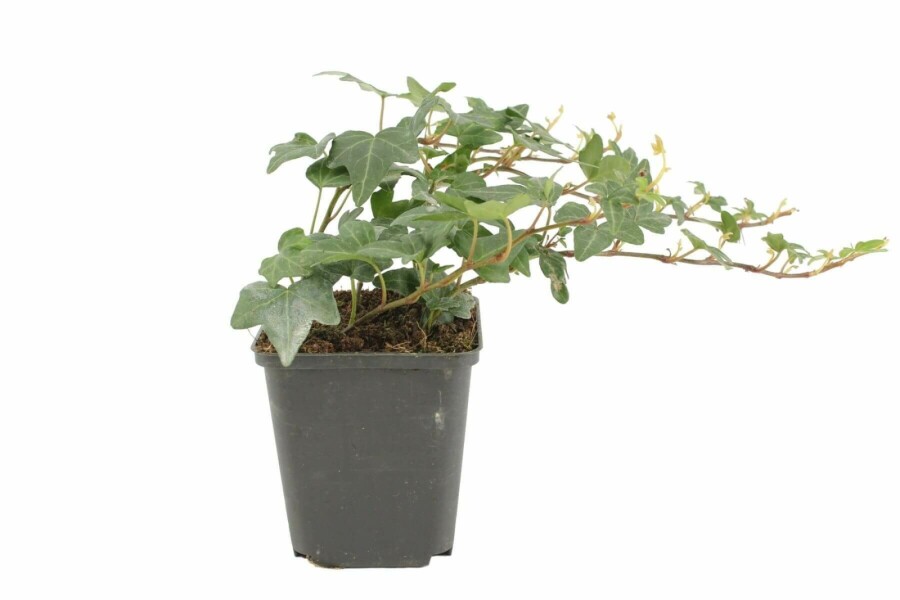 Efeu Hedera helix 'Shamrock' 5-10 Topf 9x9 cm (P9) Hedera helix 'Shamrock'