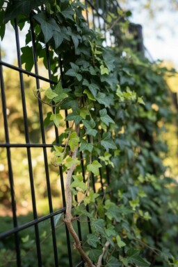 Hedera helix 'Shamrock'
