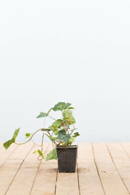 Irischer Efeu Hedera hibernica 5-10 Topf 9x9 cm (P9) Efeu / Irischer Efeu Hedera Hibernica P9 5-10 cm