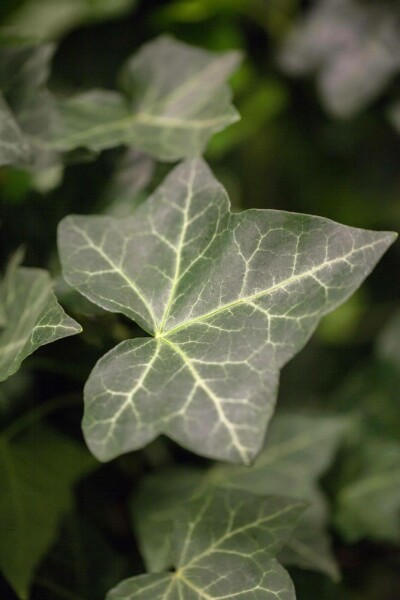 Irischer Efeu Hedera hibernica 5-10 Topf 9x9 cm (P9) Efeu / Irischer Efeu Hedera Hibernica P9 5-10 cm