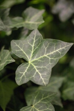 Efeu / Irischer Efeu Hedera Hibernica P9 5-10 cm