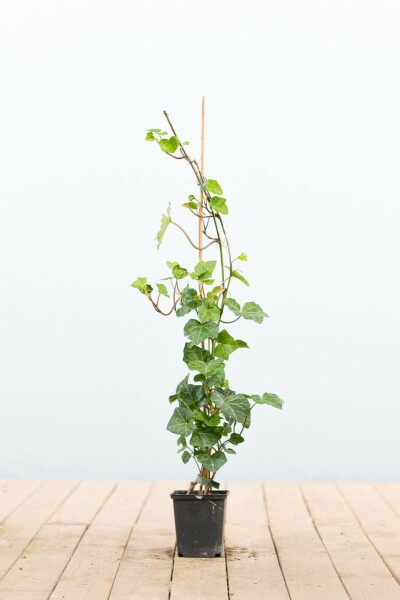 Irischer Efeu Hedera hibernica 40-60 Topf 9x9 cm (P9) gestokt Efeu / Irischer Efeu Hedera Hibernica P9 40-60 cm