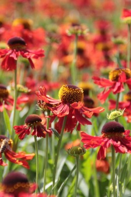 Garten-Sonnenbraut Helenium 'Moerheim Beauty' 5-10 Topf 9x9 cm (P9) Helenium 'Moerheim Beauty'