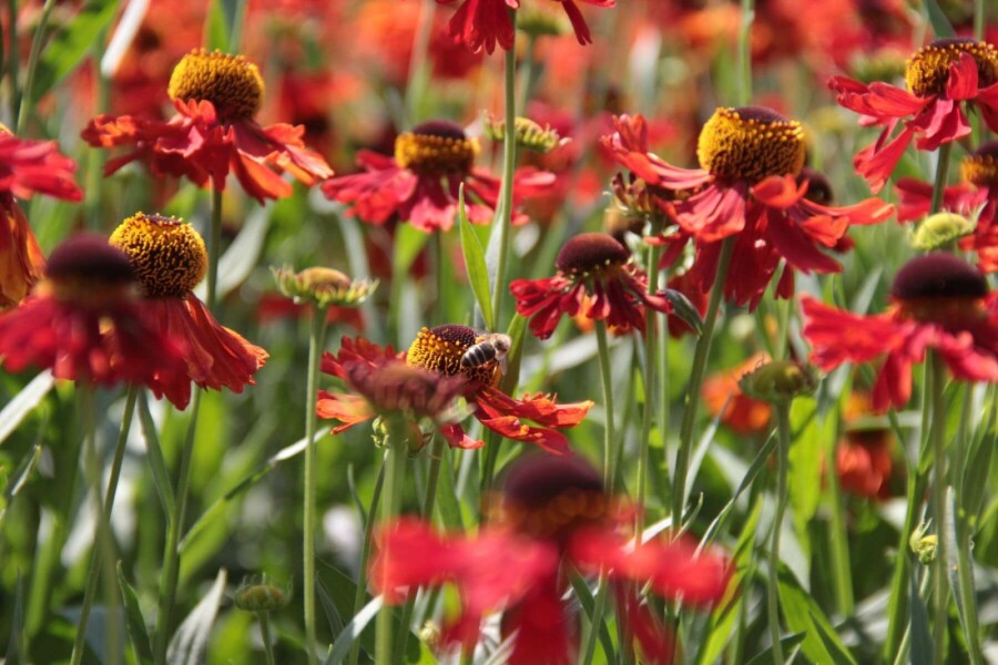 Garten-Sonnenbraut Helenium 'Moerheim Beauty' 5-10 Topf 9x9 cm (P9) Helenium 'Moerheim Beauty'
