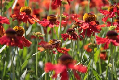 Garten-Sonnenbraut Helenium 'Moerheim Beauty' 5-10 Topf 9x9 cm (P9) Helenium 'Moerheim Beauty'