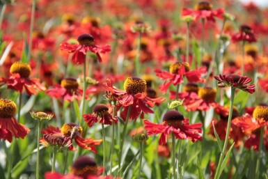 Garten-Sonnenbraut Helenium 'Moerheim Beauty' 5-10 Topf 9x9 cm (P9)